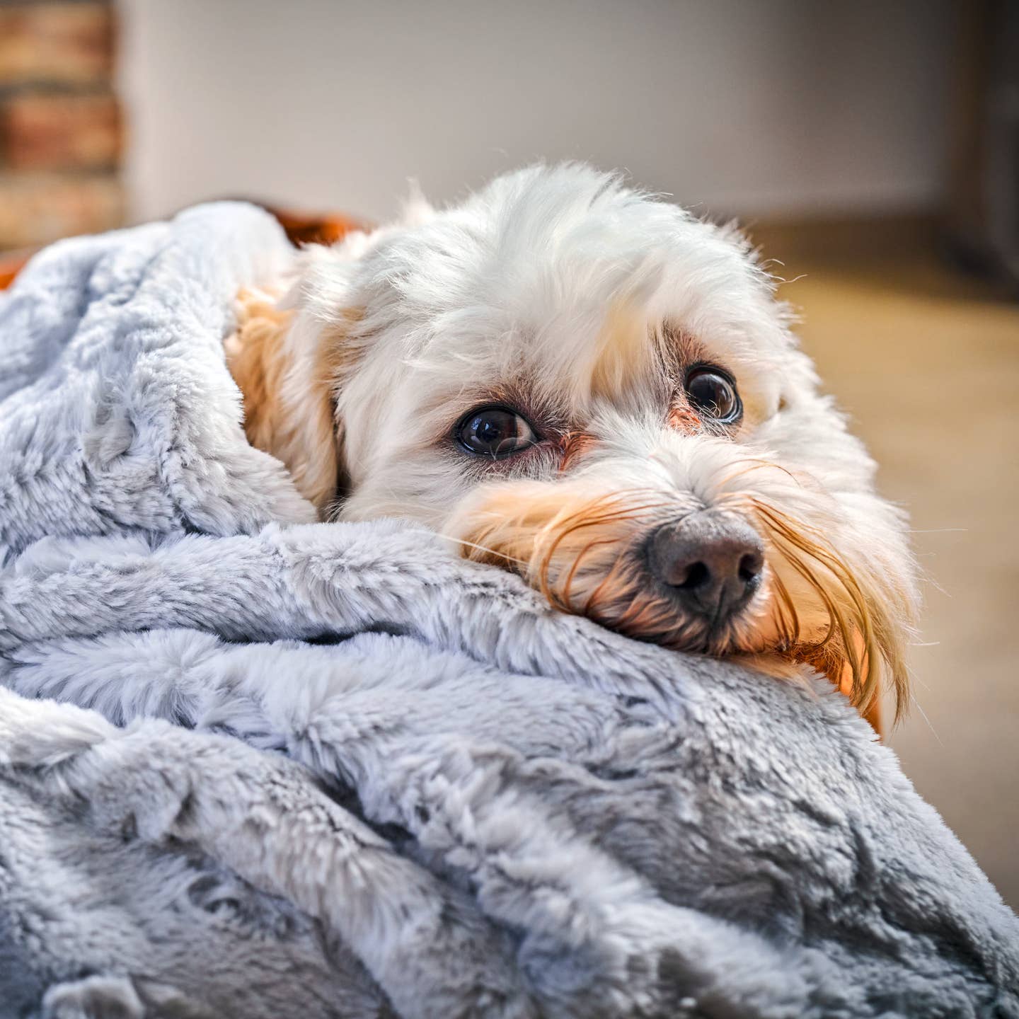 Decke COZY - Edle Webpelz-Decke - LABONI
