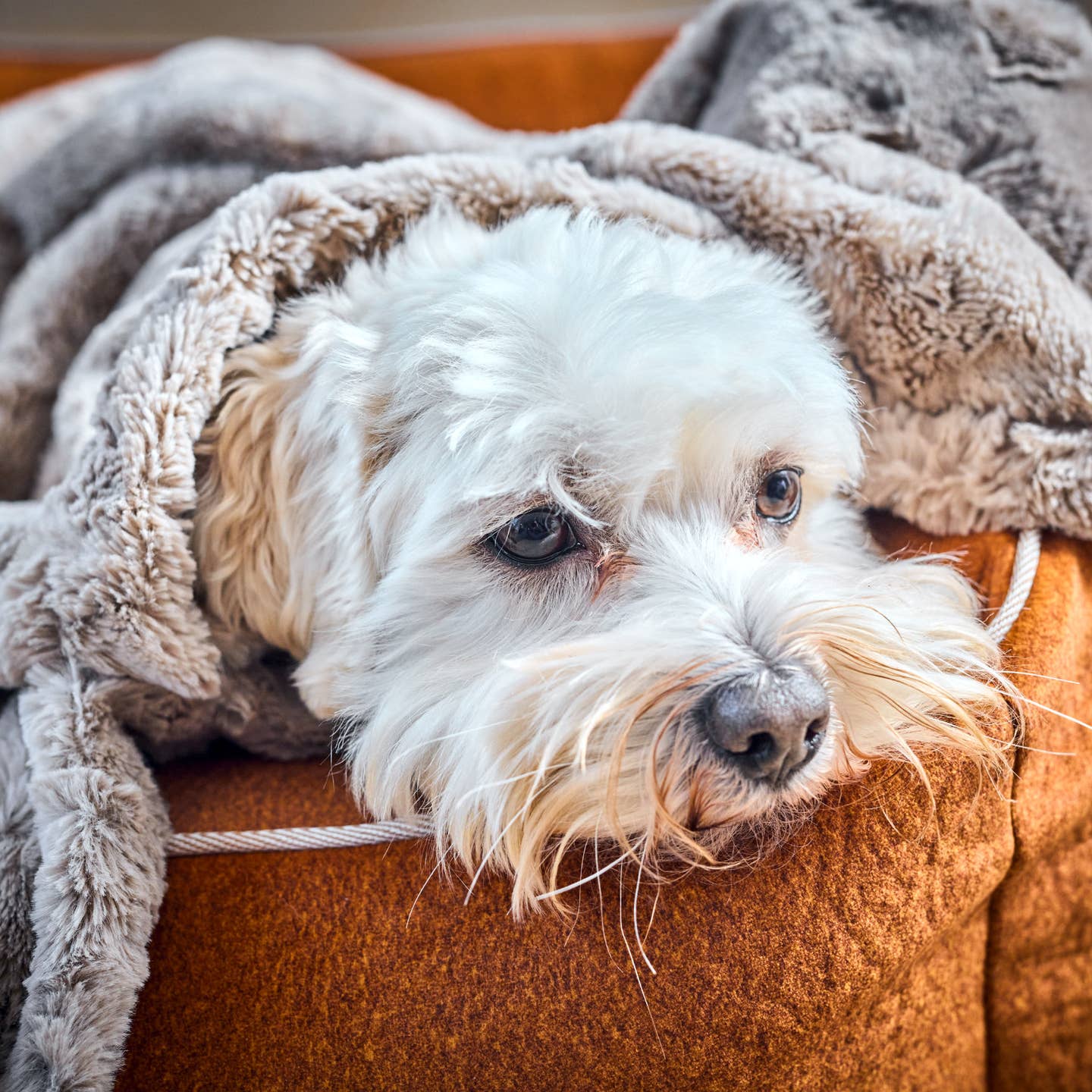 Decke COZY - Edle Webpelz-Decke - LABONI