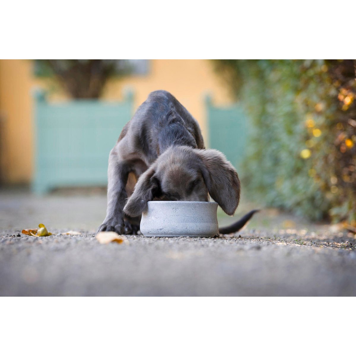 ROCKY - Edel-Napf für Hund und Katze (Selbstkühlend)