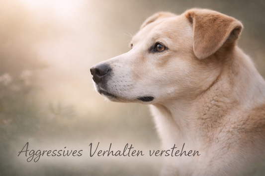Aggressives Verhalten