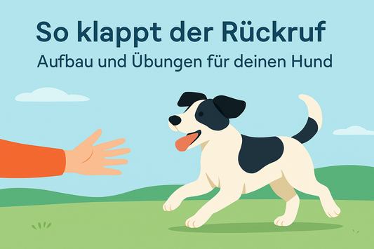 So klappt der Rückruf: Aufbau und Übungen für deinen Hund