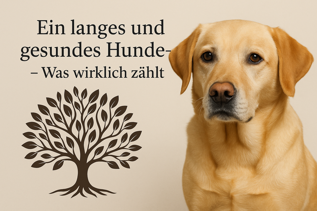 Ein langes und gesundes Hundeleben – Was wirklich zählt